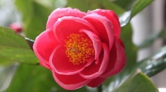 Loài hoa chỉ nhìn màu hồng thôi đã mê mẩn, biểu tượng cho sự may mắn, hạnh phúc và phú quý đầy nhà