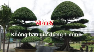 Tại sao trồng cây sanh thường trồng 2 cây, kiêng trồng 1 cây? Ý nghĩa đặc biệt của đôi cây sanh phong thủy