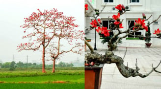 Cây hoa gạo trước cửa nhà có ý nghĩa gì, có tốt về phong thủy không?