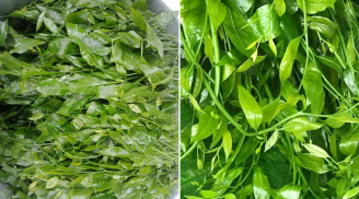Loại rau dại ngọt như mì chính, bổ hơn rau ngót, có tên trong Sách đỏ Việt Nam