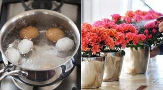 5 thứ nước 'kỳ diệu' có sẵn, không tốn tiền mua, tưới cho cây lá xanh tốt, hoa nở đầy vườn