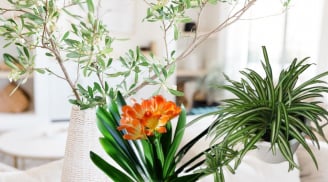 Những cây cảnh ưa bóng cho người mê hoa nhưng nhà lại thiếu nắng, trồng đúng hoa vẫn rực rỡ quanh năm