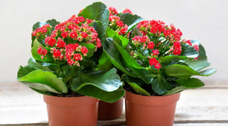 Cây bỏng (sống đời) không chỉ chữa bỏng tốt, mà còn có nhiều công dụng chữa bệnh khác