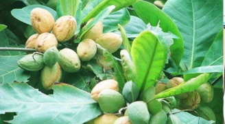 Loại quả xưa rụng kín sân, cho chẳng ai xin, nay là đặc sản, có giá gần triệu/kg