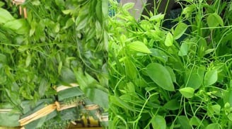 Loại rau đắt như thịt bò, ngọt như mì chính nhưng công dụng cực tốt cho sức khỏe, gặp đừng tiếc tiền mua