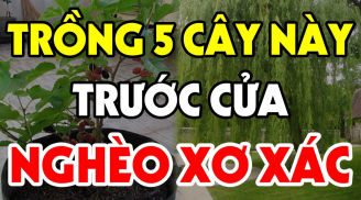 Dân gian có câu: '5 loại cây trồng trong dương trạch, không nghèo cũng bại vong', 5 cây đó là gì?