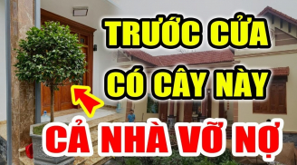 Ngoài sân đừng trồng 3 cây, vào nhà chớ treo 3 vật: Cây gì vật gì?