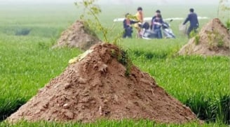 “Không được dời mộ, mười lần thì chín lần sẽ bại trận”, lời Tổ Tiên dạy không bao giờ sai