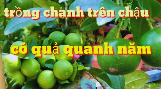 Cách trồng chanh trong chậu cho quả sai trĩu trịt, cả nhà ăn quanh năm không xuể