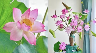Bí quyết cắm hoa sen nở căng, lâu rụng cánh, để cả tuần vẫn tươi