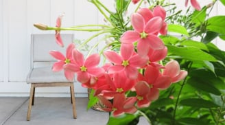 Mùa hè, nhà ai có trồng sử quân tử nhất định phải biết điều này để tránh gây họa