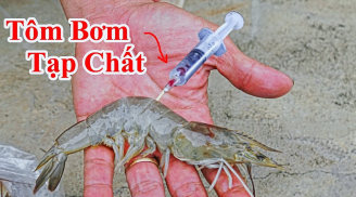 Tôm có bị bơm hoá chất hay không cứ nhìn 1 chỗ là biết, chẳng sợ người bán qua mặt