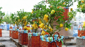 Trồng cây phật thủ trước nhà có ý nghĩa phong thủy thế nào? Có nên trồng phật thủ không?