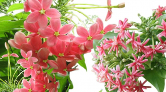 Ý nghĩa của chậu hoa sử quân tử nhiều người chưa biết. Lưu ý trồng sử quân tử để hợp phong thủy