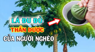 2 loại lá phơi khô quý ngang nhân sâm, dưỡng thận, mát gan hiệu quả