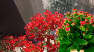 Ý nghĩa bất ngờ của cây hoa bỏng mà nhiều người chưa biết. Hoa bỏng loài hoa của hoài niệm chiêu tài hút lộc