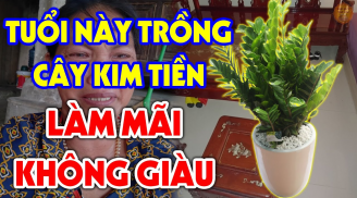 Cây Kim Tiền sinh tài hút lộc, ai cũng đua nhau trồng: Chỉ 2 mệnh này đại kỵ, càng trồng càng nghèo