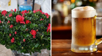 Mùa hè có 3 loại hoa cực thích 'uống bia': Cứ tưới đều lá xanh bóng, hoa nở to rực rỡ