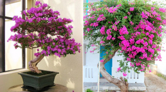 Trồng hoa giấy đừng làm tuỳ tiện: Chọn 4 vị trí đẹp nhất trong nhà để trồng giúp hút tài lộc