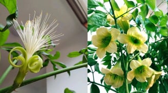 Người xưa dặn: 'Ngũ hoa đua nở, gia đình giàu có, phát tài', đó là hoa gì?