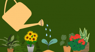 Những thứ nước bỏ đi này là 'thần dược' giúp cây cảnh xanh tốt, hoa trái sum suê, đừng lãng phí