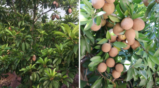 Có nên trồng cây hồng xiêm trước nhà không?