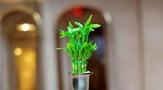 Chuyên gia phong thủy mách vị trí đặt cây trúc phú quý giúp thu hút tài lộc giàu có phát tài