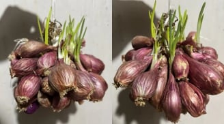 Hành khô mọc mầm có ăn được không?