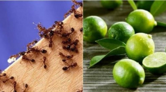 Mẹo đuổi kiến bằng gia vị nhà nào cũng có, hiệu quả ngay sau một lần áp dụng