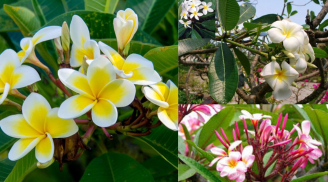 Vì sao hoa đại đẹp nhưng nhiều người kiêng không trồng cây hoa đại trước nhà? Ý nghĩa bất ngờ của cây hoa đại