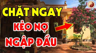 Trồng 3 loại cây ngoài sân, treo 3 vật trong nhà, gia chủ không nghèo cũng lao đao