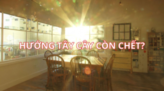 Nỗi sợ người xưa: Nhà hướng Tây cây còn chết? Thời nay thì sao?