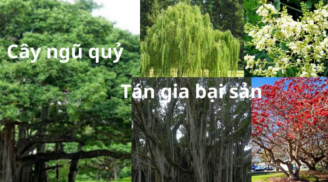 Người xưa nói cây ngũ quỷ trong nhà gia đình lụn bại, cây ngũ quỷ là gì?