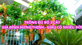 Người xưa nói trồng đủ 3 cây, gia đình giàu có, con cháu hưng thịnh. Đó là 3 cây gì?