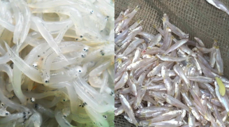 Chuyên gia khuyến cáo đừng ham ăn cá lớn, hãy ăn con cá nhỏ để nhận về lợi ích lớn