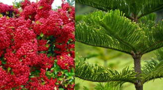 Người xưa dặn: 'Cây âm vào cửa gia đình tàn, cây dương ra mộ con cháu bại' nghĩa là gì?