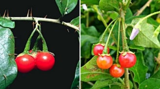 5 cây thuốc Nam quý có tác dụng chữa bệnh tốt