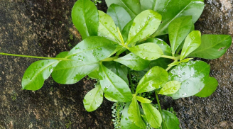 Loại rau mọc dại lại có tên quý và công dụng bất ngờ, nay thành đặc sản được yêu thích