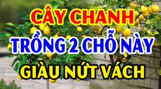 Trồng cây Chanh trước cửa nhà có tốt cho phong thủy Shbet111 slot, casino, thể thao, xổ số không?