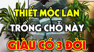 Trước nhà trồng Thiết Mộc Lan có tốt cho phong thủy Shbet111 slot, casino, thể thao, xổ số không?