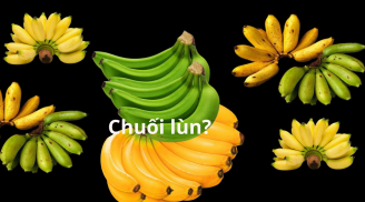 Tại sao chuối tiêu được gọi là chuối lùn mặc dù quả to dài hơn so với các loại chuối khác?