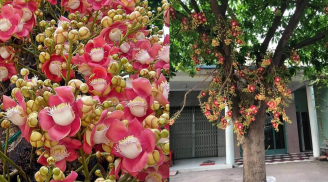 Trồng cây sala có ý nghĩa gì? Nhiều người nhầm lẫn sala trong Phật giáo và sala đầu lân, bạn đã biết chưa?