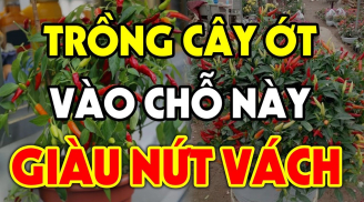 Có nên trồng cây ớt trước cửa nhà hay không?