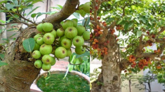 Cổ nhân dặn đừng quên: Trồng cây sung nhớ đặt cạnh 2 cây này gia đình phúc lộc dồi dào, giàu có hưng thịnh