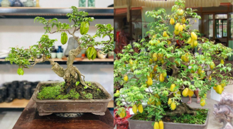 Trồng cây khế trong nhà nhất định phải nhớ điều này nếu không muốn phạm kỵ phong thủy làm hao tổn tài lộc