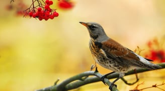 ''Chim khôn kêu tiếng rảnh rang, người khôn nói tiếng dịu dàng dễ nghe'': Những người khôn thường ăn nói thế nào?