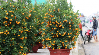 Chậu quất cảnh cứ chăm theo cách này: Cây tươi lâu, lá xanh mướt, không sợ rụng quả