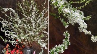 Mẹo cắm hoa tuyết mai nở bung đúng dịp Tết, chỉ cần thêm vài giọt này vào nước