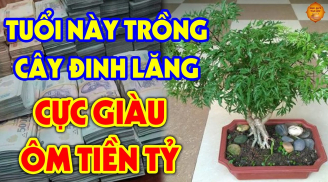 Cây Đinh Lăng trấn giữ của cải, xua đuổi tà ma đừng trồng linh tinh: Trồng chỗ này tiền vào như nước