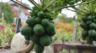 Có nên trồng cây đu đủ trước nhà?